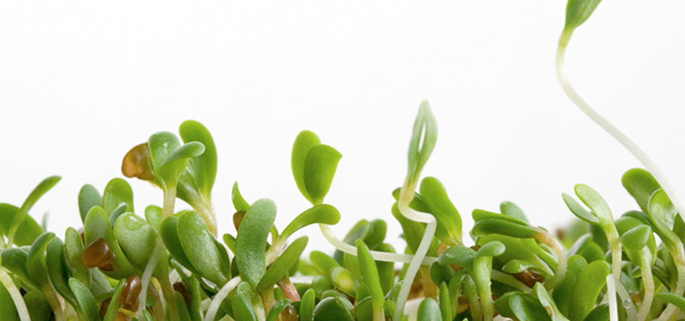 Ensalada de frutas con germinado de alfalfa