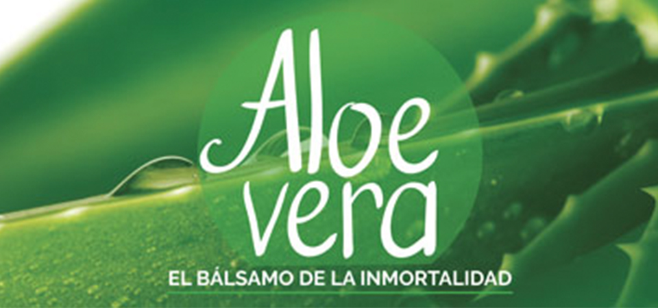 Aloe vera: 5 usos y datos que no sabías