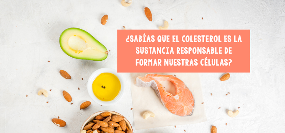 El lado positivo del colesterol